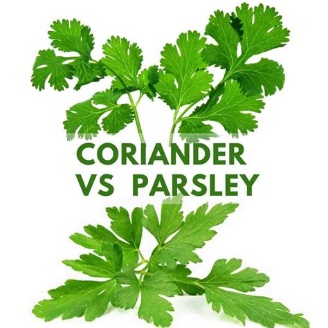 Coriander vs Parsley: 10 Differences between parsley and cilantro ...