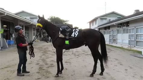 日曜5rの京都新馬戦｜あにまん掲示板