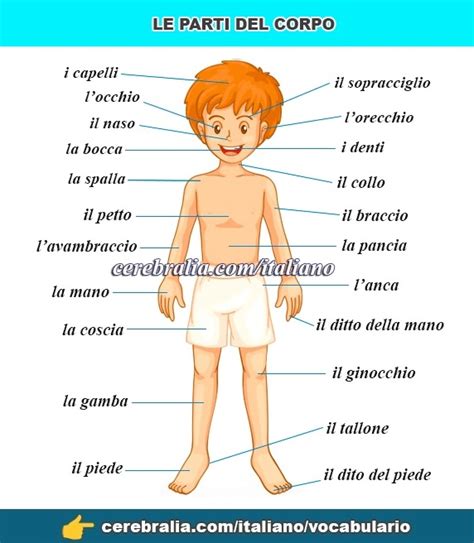 Las Partes Del Cuerpo En Italiano Vocabulario Del Cuerpo En Italiano