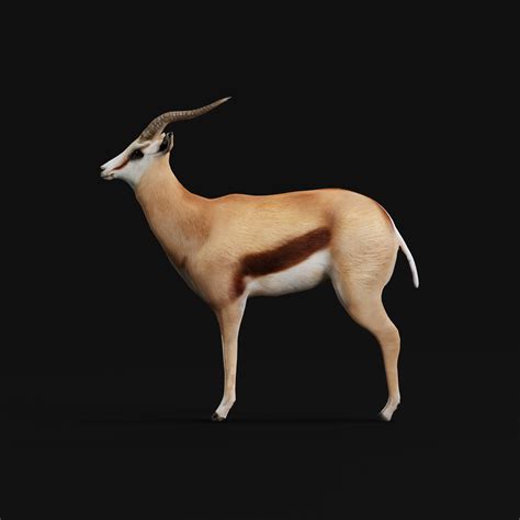 Springbok Antelope - Blender Market