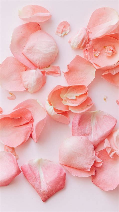 Rose Petals Aesthetic