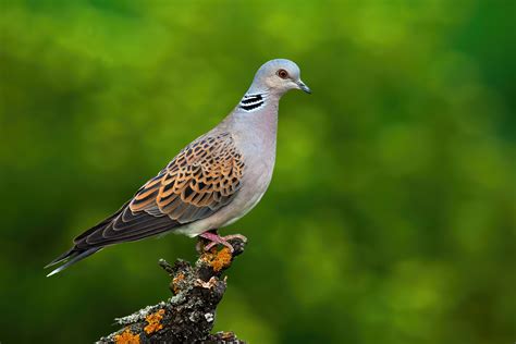 Turtle Dove Bird Facts Streptopelia Turtur