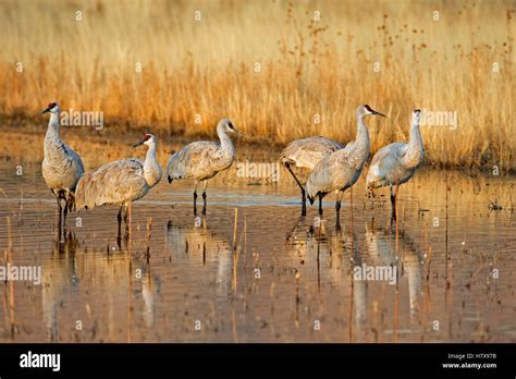 Sandhill Crane Grus Canadensis Group In Pond Bosque Del Apache