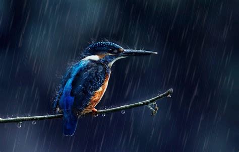 Rain Bird Wallpapers Top Free Rain Bird Backgrounds Wallpaperaccess