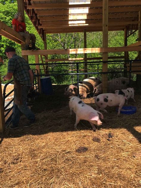 Raising Pigs For Beginners - Abundant Permaculture