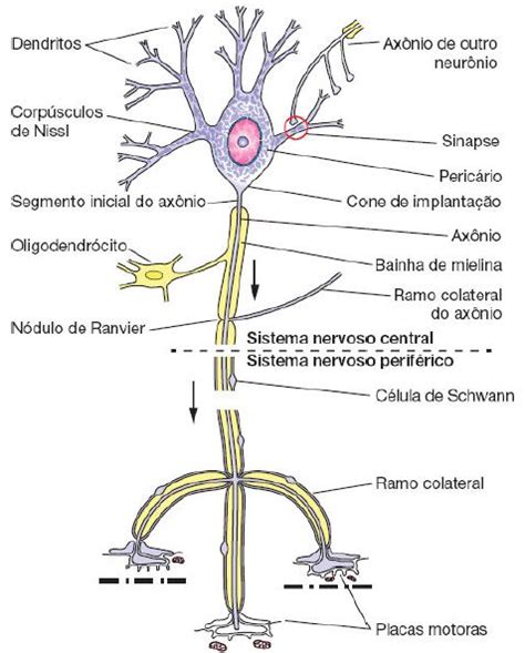 Pin Em Medicina