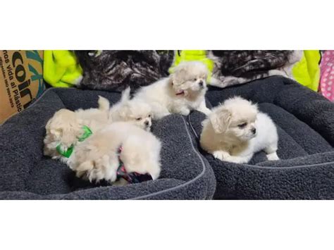 6 Beautiful White Pekingese Puppies For Sale In Pasadena Puppies For