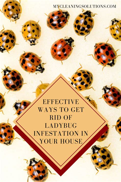 Effective Ways To Get Rid Of Ladybug Infestation In Your House In 2020