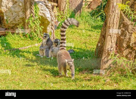 The Ring Tailed Lemur Of Madagascar A Strepsirrhine Primate Lemur