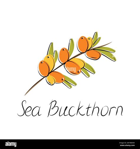 Sea Buckthorn Branch Hippophae Berries With Leaves Vector