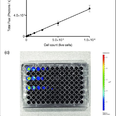 In Vitro Assessment Of CT26lucA6 Cells A Kinetic Imaging Assessment