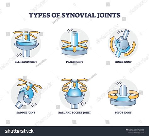 371 Hinge Joint Human Images, Stock Photos & Vectors | Shutterstock