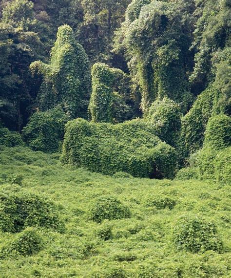 11 Fun Facts About Kudzu Fantasy Landscape Landscape Nature Photography