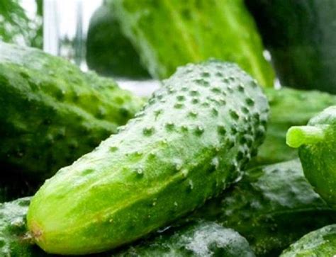 Boston Pickling Cucumber Seeds Non Gmo Heirloom Fresh Garden Seeds