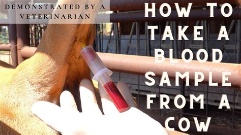 How To Take Blood Samples From A Cow Demonstrated By A Veterinarian