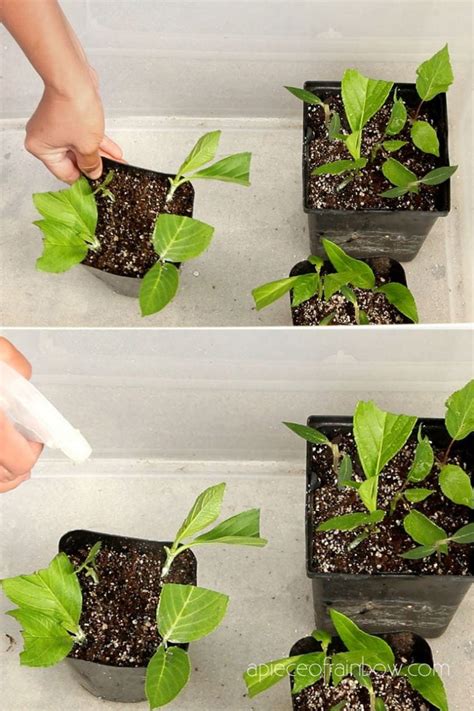 Propagate Hydrangea Cuttings Success Rate A Piece Of Rainbow