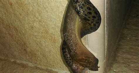 Snail Sex Imgur