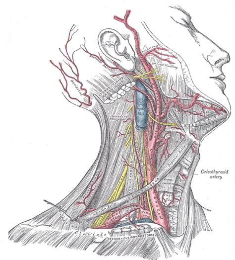 Internal Carotid Artery Diagram