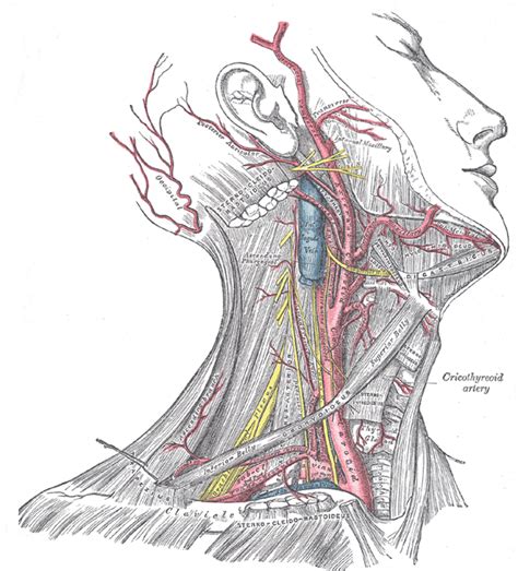 The Common Carotid Artery - Human Anatomy