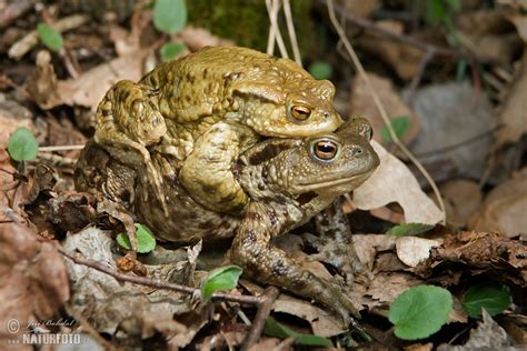 Common Toad Photos Common Toad Images Nature Wildlife Pictures