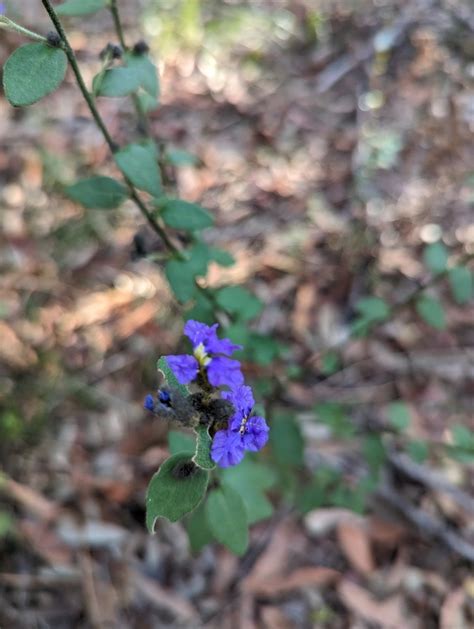 Purple Dampiera From Ku Ring Gai Chase Nsw Australia On September