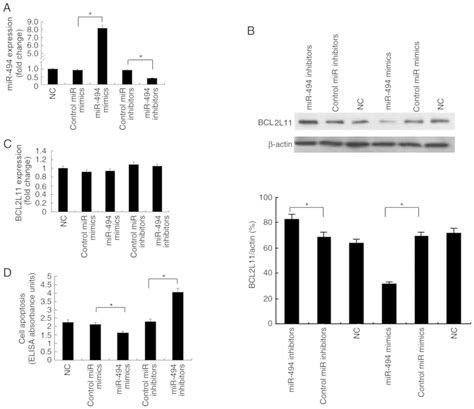 MicroRNA494 Inhibits Apoptosis Of Murine Vascular Smooth Muscle Cells