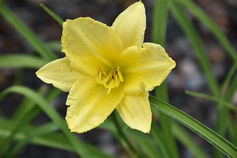 Happy Ever Appster Big Time Happy Daylily Reblooming Yellow