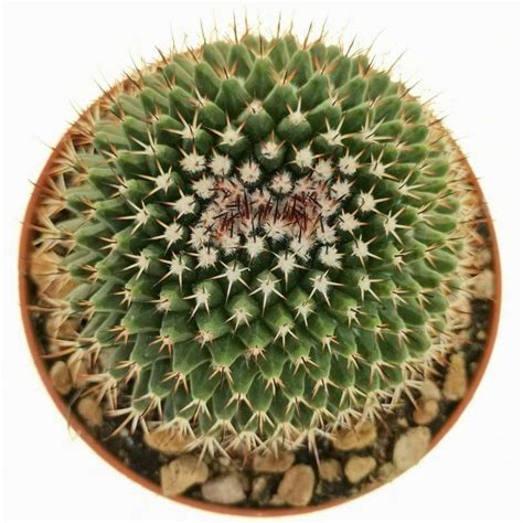 Mammillaria Carnea F Crestata 10 Cm Cactaceae Giromagi Vendita