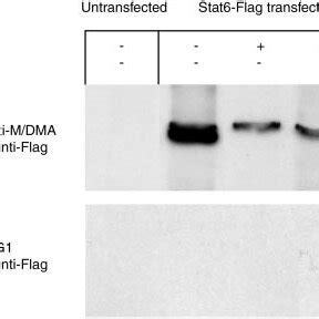 Mda Treatment Inhibits Methylation Of Stat Cells Were Treated With Or