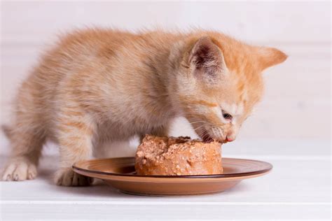 Weaning in Kittens - Cat-World