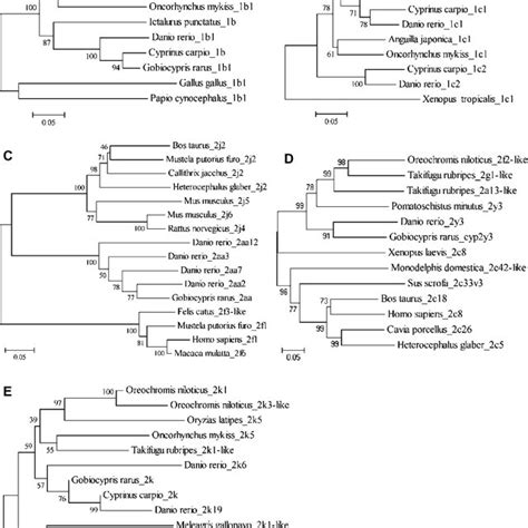 Phylogenetic Tree Showing The Relationships Of Rare Minnow A CYP1B1