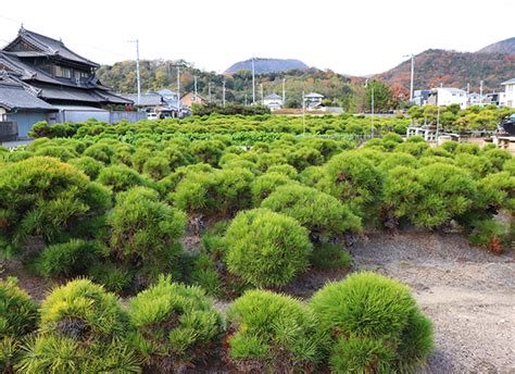 「高松盆栽の郷」技術研修 募集案内 高松盆栽