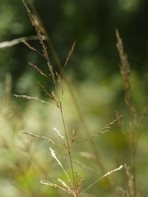 Free Images Tree Nature Branch Dew Sunlight Leaf Flower Petal