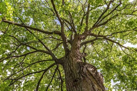 Exploring the Anatomy of Trees - Nature Roamer