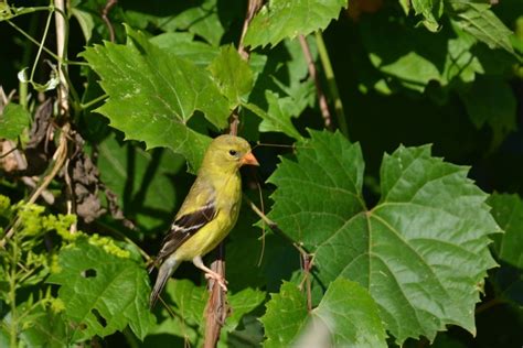 American Goldfinch: Field Guide, Pictures, Habitat & Info - Optics Mag