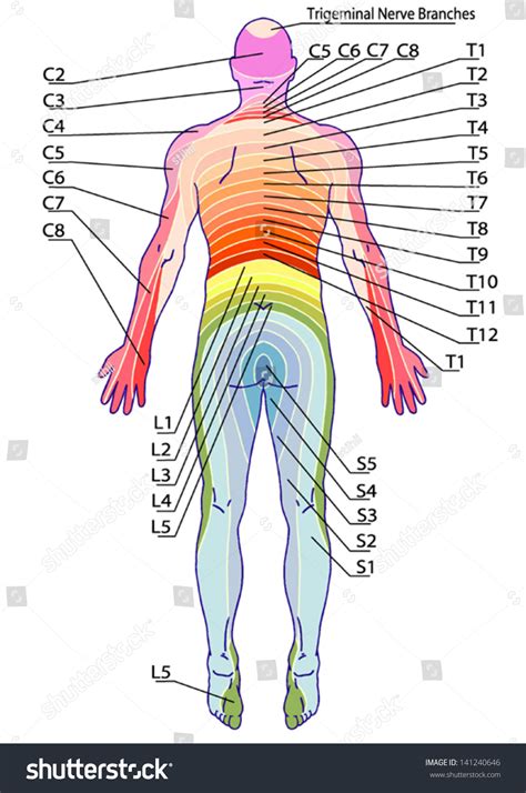 Drawing Medical Didactic Board Anatomy Human Stock Vector Royalty Free