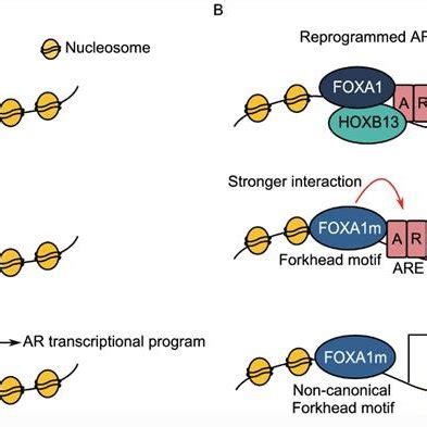 Foxa Binding With Genomic Forkhead Motifs A Foxa