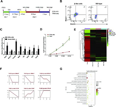 Differentially Expressed Lncrnas Are Involved In Ipsc Derived β Like