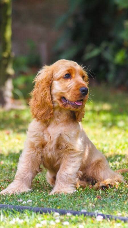 Cocker Spaniel Coat After Spaying or Neutering [Best Care Tips] - Canine Care Central