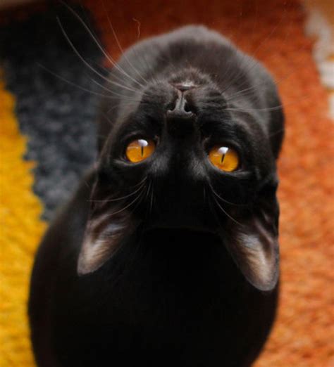 Black Cat With Orange Eyes Pictures, Photos, and Images for Facebook ...