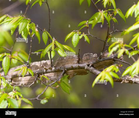 Winged elm tree hi-res stock photography and images - Alamy