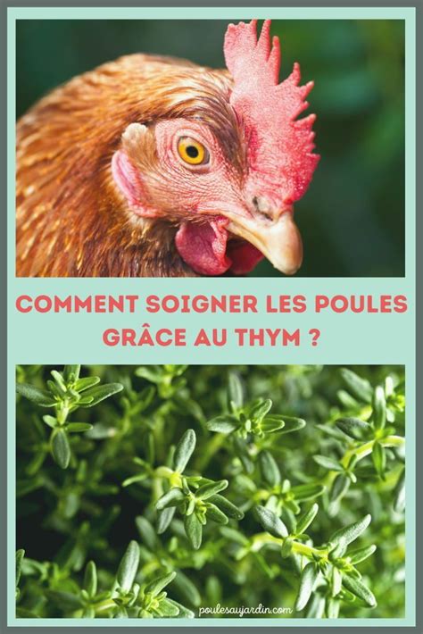 Le Thym Pour Les Poules Comment L Utiliser Poule Elevage De