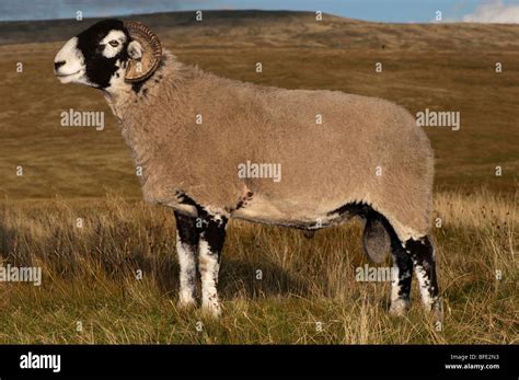 Swaledale Tup On Moorland Stock Photo Alamy