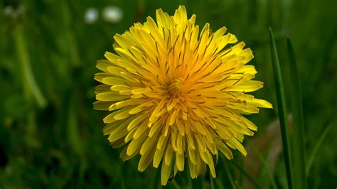 Löwenzahn Taraxacum Officinale Im Pflanzenlexikon