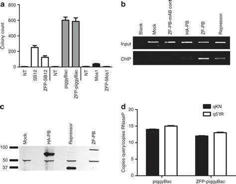 Expression And Function Of ZFP PiggyBac In Human Cells A Comparison