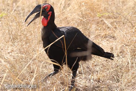 Southern Ground Hornbill Jon Hardacre Nature Photography