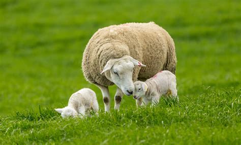 Scops Issues Nematodirus Warning For Later Lambing Flocks And Cooler