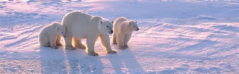 Canada Polar Bear Tours to Churchill, Manitoba