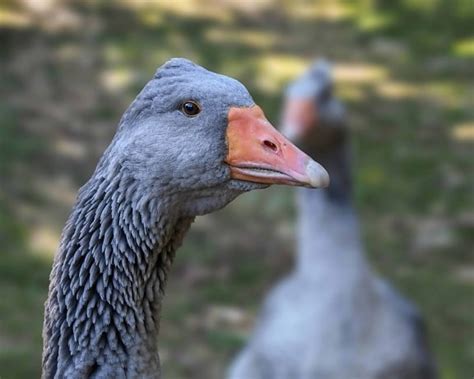 Image Libre Oiseaux Aquatiques La Faune OIE Noir Bec Nature