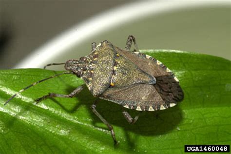 Brown Marmorated Stink Bug Halyomorpha Halys Stal